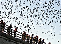 Fun Facts About Austin Texas: The Congress Ave Bats