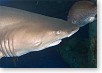 Things to do in Corpus Christi: Visit the Texas State Aquarium