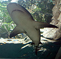 Things To Do In Dallas Texas: Visit The Dallas World Aquarium