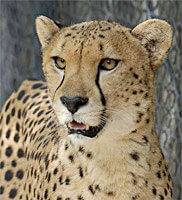 Things To Do In Dallas Texas: Visit The Dallas Zoo