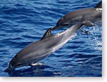 Dolphins In A Port Aransas Dolphin Tour