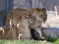 El Paso Texas: Zoo