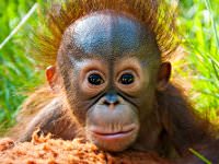 Things to do in Houston: Visit the Houston Zoo