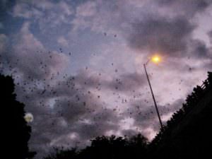 Kayak Tour To See The Congress Ave Bats: The Bats Emerging From The Congress St. Bridge