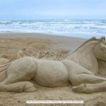 Sandcastle Lessons 21330251 Profile