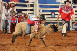 Austin Rodeo: Mutton Bustin' Mania