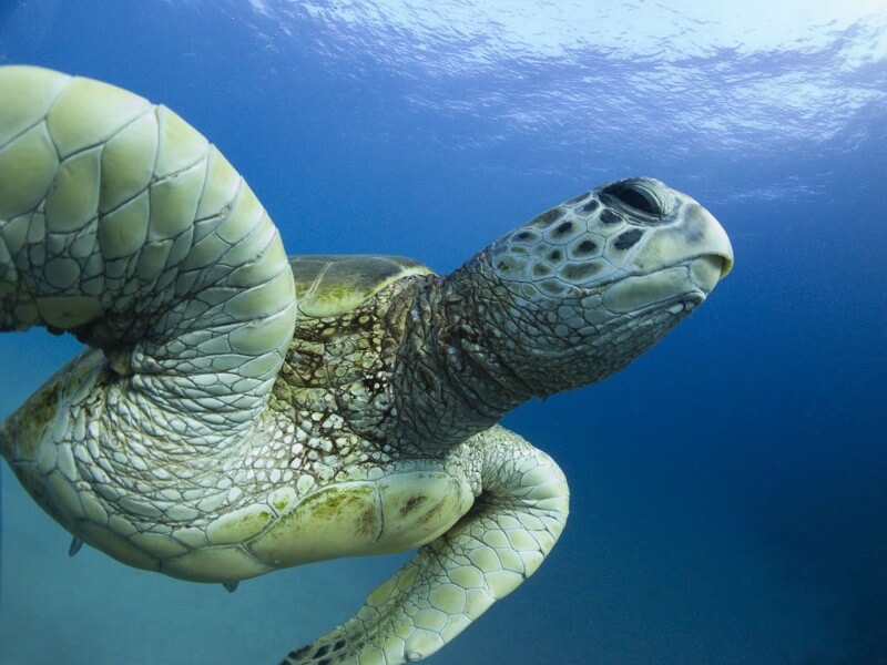 Texas-State-Aquarium