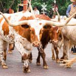 237 Fort Worth Stockyards Profile